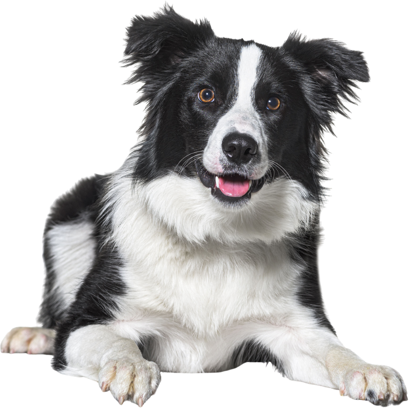 Perro feliz
