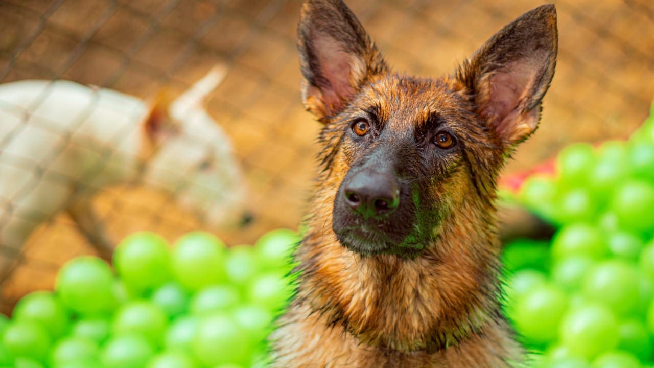 Cuidado canino